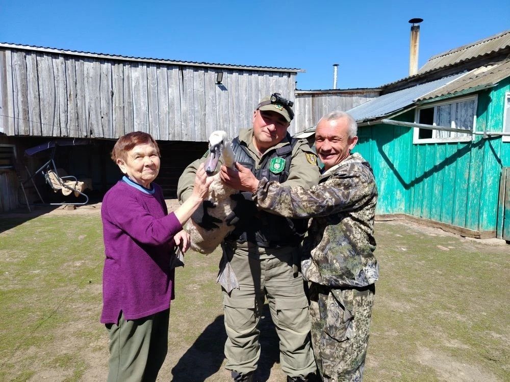 Спасённого лебедя-кликуна выпустили на волю в заказнике «Кичке-Тан»