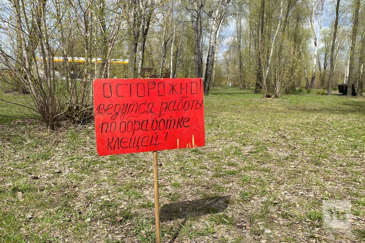 Роспотребнадзор предупредил о втором пике активности клещей в конце августа – начале сентябр