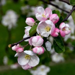 С праздником Весны и Труда