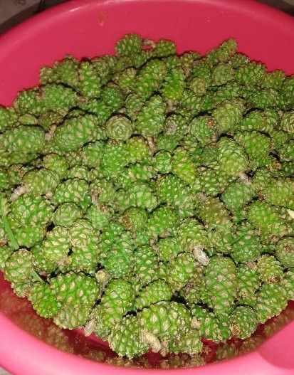 Самый простой рецепт варенья из сосновых шишек