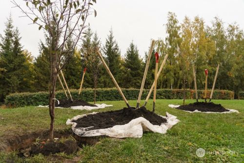 Нинди җимеш агачларын көзен утыртырга, кайсыларын утыртуны язга калдырырга?