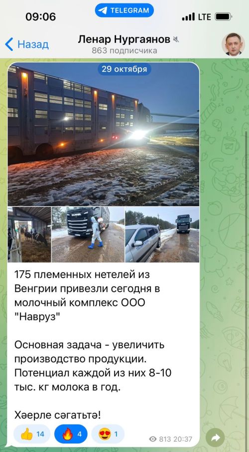 В Агрызский район прибыло 175 племенных нетелей из Венгрии