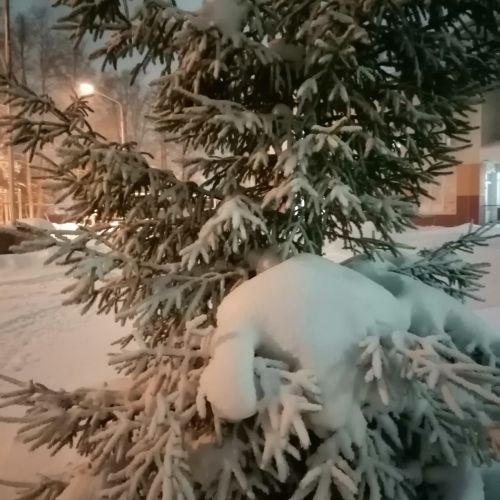 В Татарстане проводится операция «Ель»
