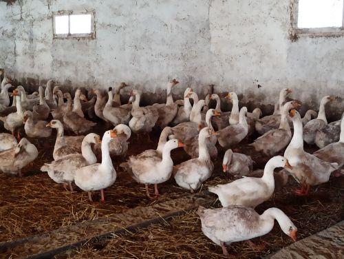 Агрызский район удобный для птицеводства