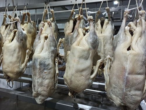 Агрызский район удобный для птицеводства