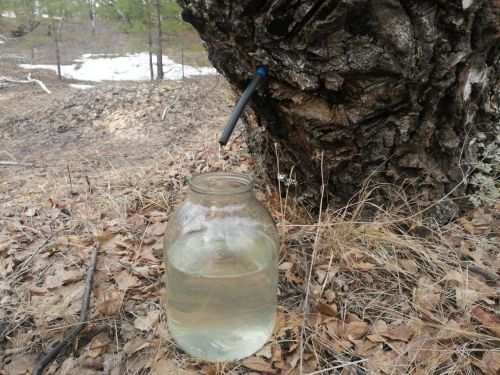 Как правильно собирать березовый сок