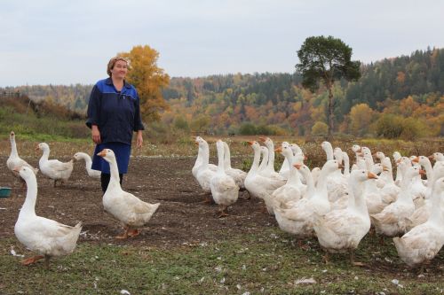 Гөлнара АБЗАЛОВА: Ишегалдына чыгуга казлар каңгылдый, үрдәкләр бакылдый, әтәч кычкыра..