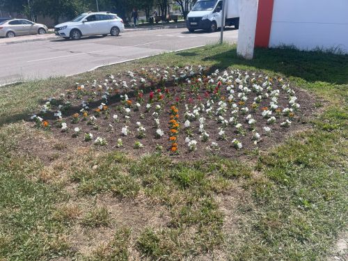 Әгерҗедә чәчәкләр утырту эше ахырына якынлаша