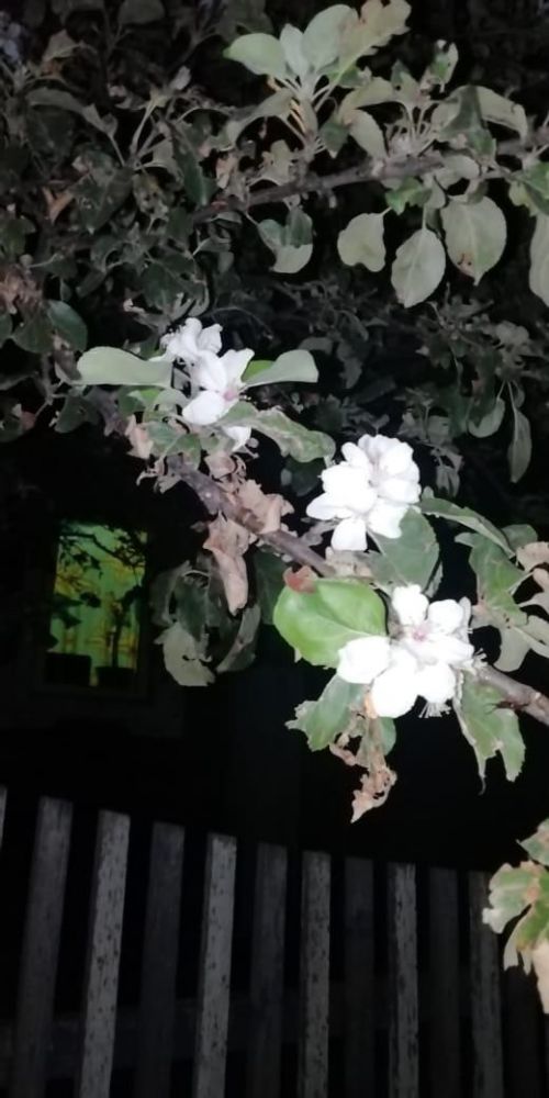 В середине августа в Агрызе вновь зацвели яблони (ФОТО)