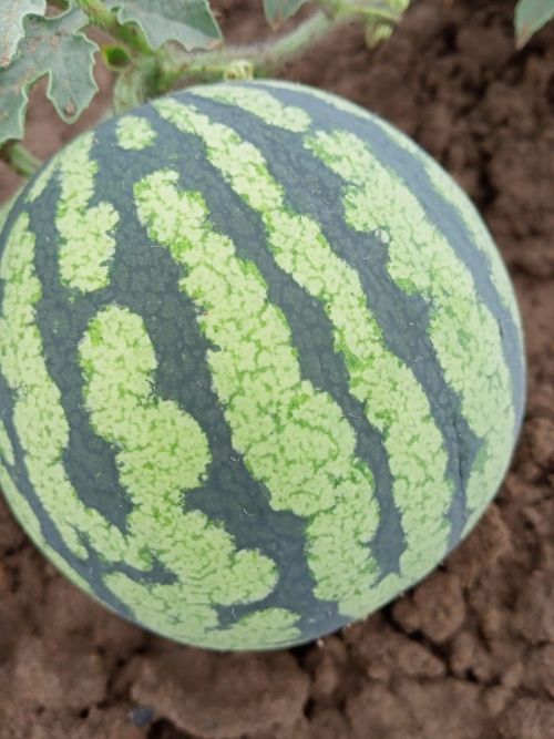 Жительница Салаушей много лет выращивает бахчевые культуры