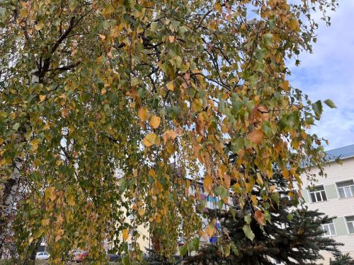 Сегодня в Агрызе ожидается до 12 градусов тепла
