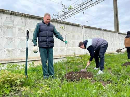 В Агрызе продолжается посадка деревьев в рамках международной акции «Сад памяти»