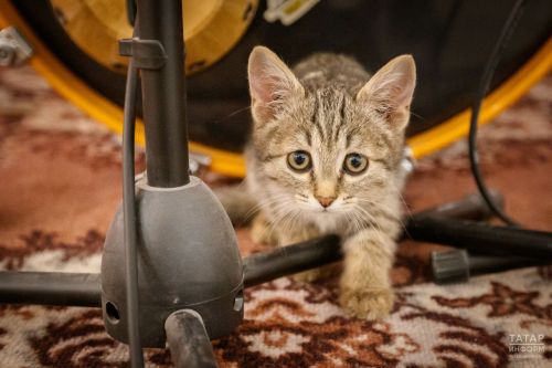 Волонтеры из Казани отправляют на фронт котов для борьбы с мышами