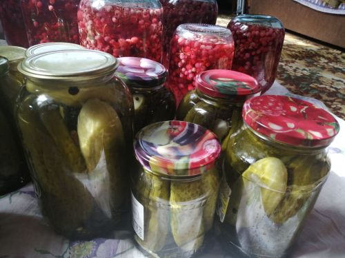 Тозлаган кыяр «атмасын» өчен нишләргә?