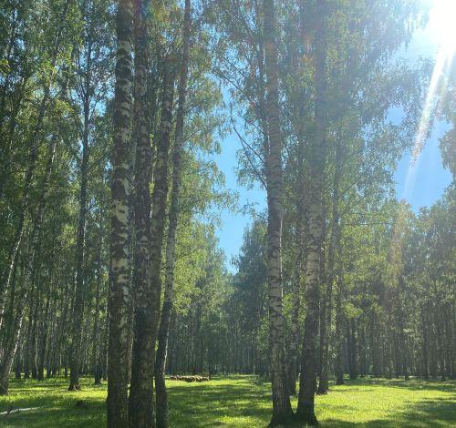 В лесах установился 4 класс пожарной опасности