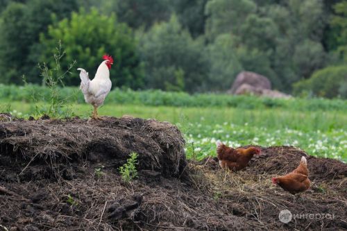 Бакчачы дачаны кышка әзерләүнең кирәкле этаплары турында искәртте