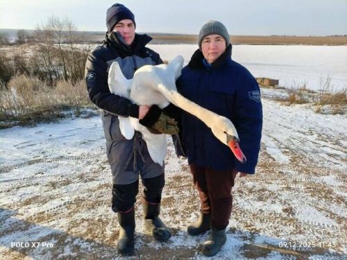 В Агрызском районе экологи спасли краснокнижного лебедя-шипуна