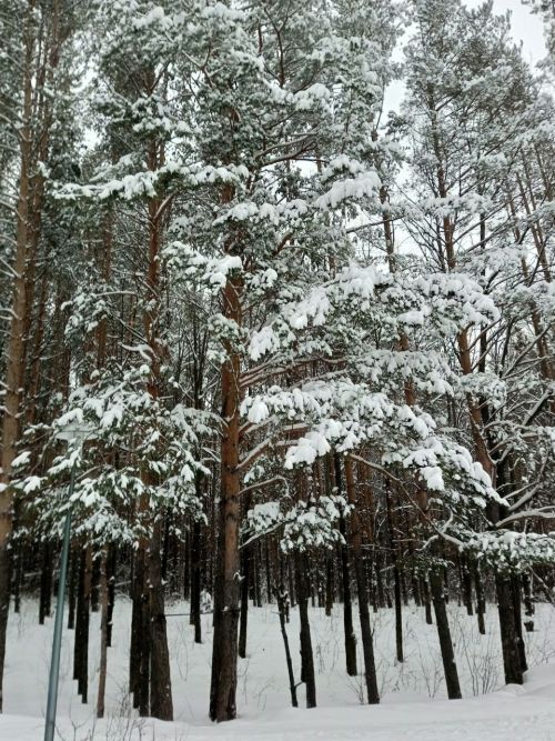 Прогноз погоды на 26 декабря