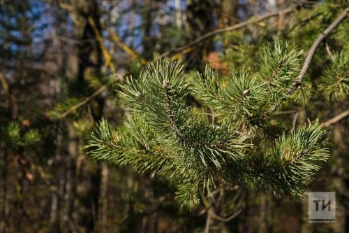 В Татарстане восстановят леса на площади 2800 га по нацпроекту