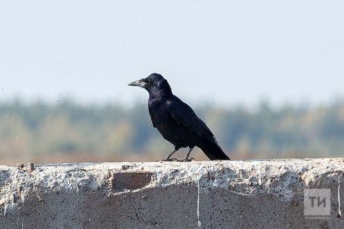 Татарстанга язның төп хәбәрчеләре – беренче каргалар кайткан