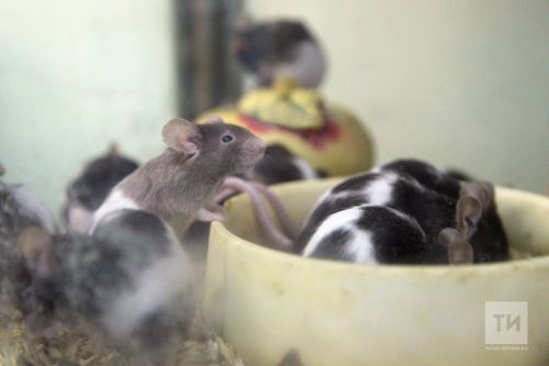 Аграриям Татарстана рекомендуют принять меры по предотвращению ущерба, который могут нанести мышевидные грызуны