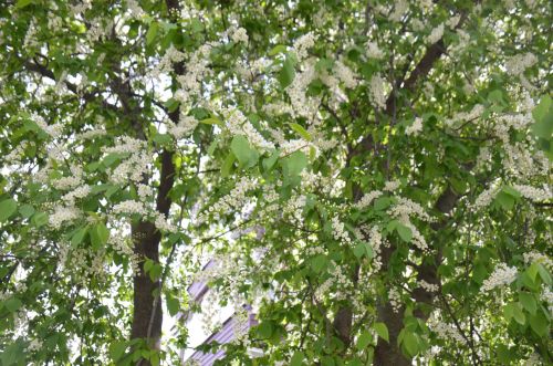 Сколько дней будем отдыхать на майских?