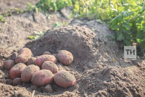 Белгеч быел бәрәңге сабагын чабу һәм алу өчен кулай вакытларны атаган