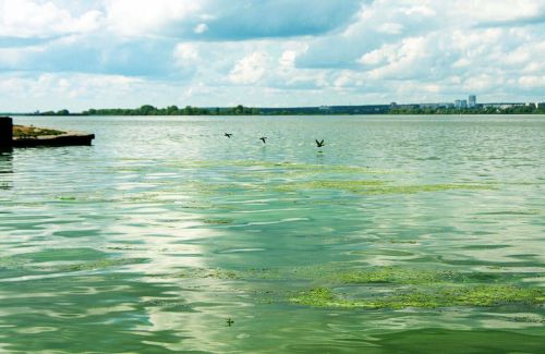 Чем опасно купание в цветущих водоемах?