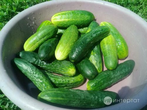 Табиб кыяр ашауның файдасы турында сөйләде