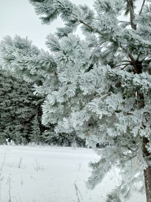 Прогноз погоды на 10 января