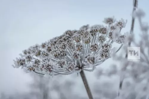 Татарстанда суыклар ял көннәрендә генә чигенәчәк