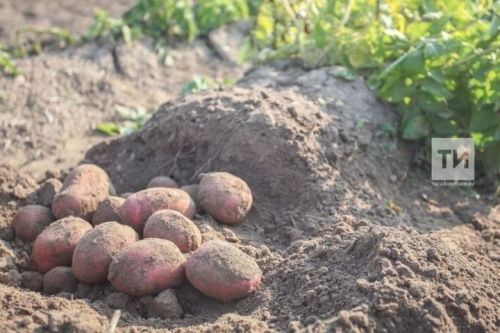 Подготовка к посадке картофеля - полезные советы
