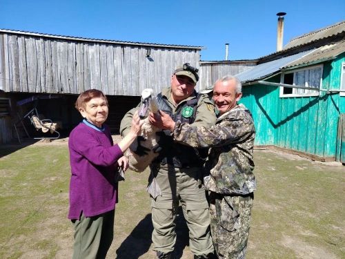 “Кичке Таң” заказнигы хезмәткәрләре аккошны Иж елгасына җибәрделәр