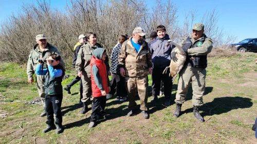 Спасённого лебедя-кликуна выпустили на волю в заказнике «Кичке-Тан»