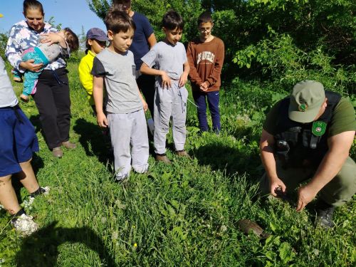 В Агрызском районе спасли и выпустили в природу европейскую болотную черепаху