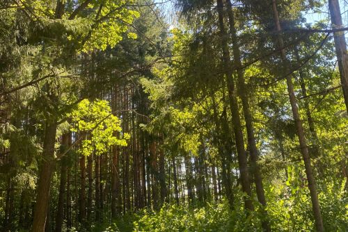 С начала 2026 года в Татарстане заготовлено 945 килограммов семян хвойных пород