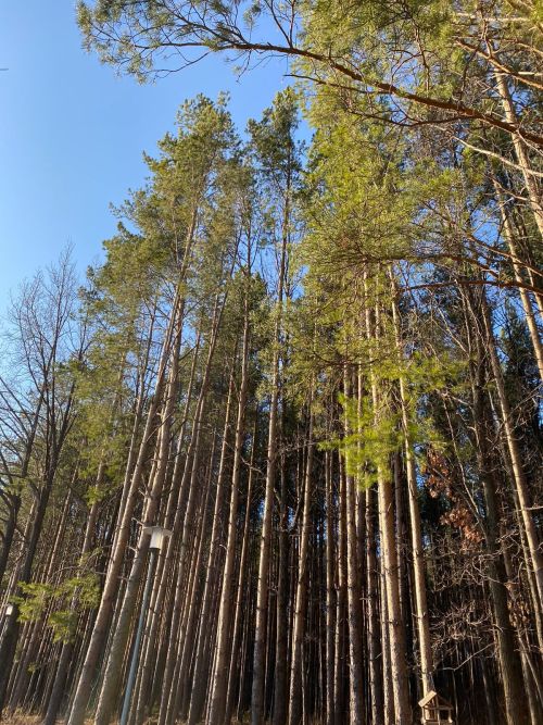 225 зон отдыха обустроено в лесах Татарстана с начала года