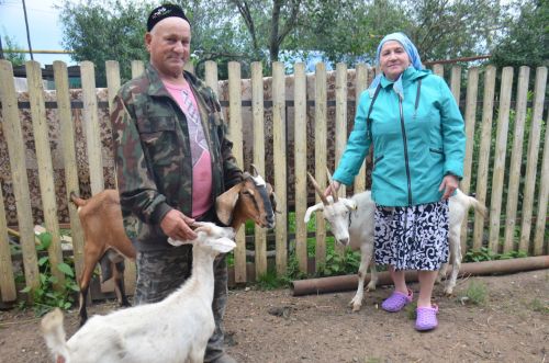 Супруги из Исенбаево держат три десятка коз и две коровы