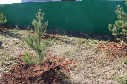 Новая аллея в честь Асафа Абдрахманова в Агрызе