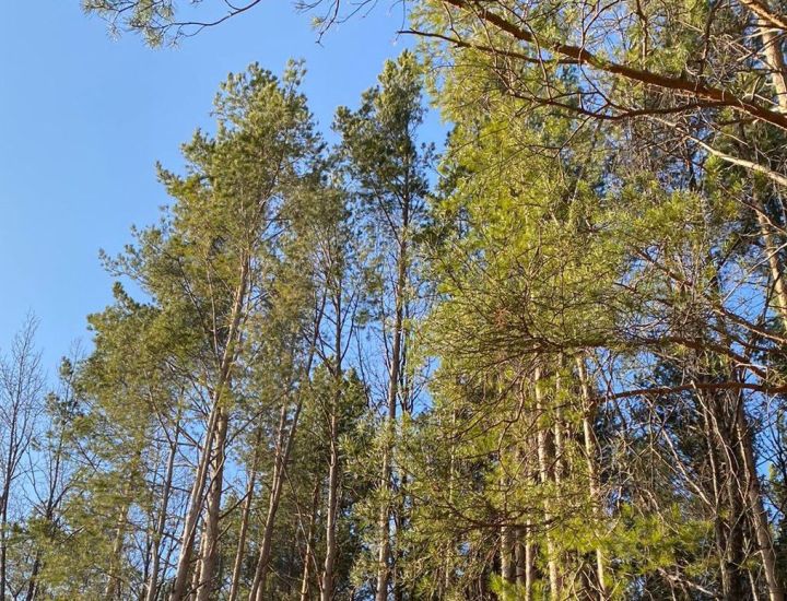 В субботу в Агрызе ожидается до +6 градусов тепла