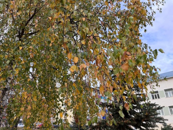 Прогноз погоды в Агрызе на 14 ноября