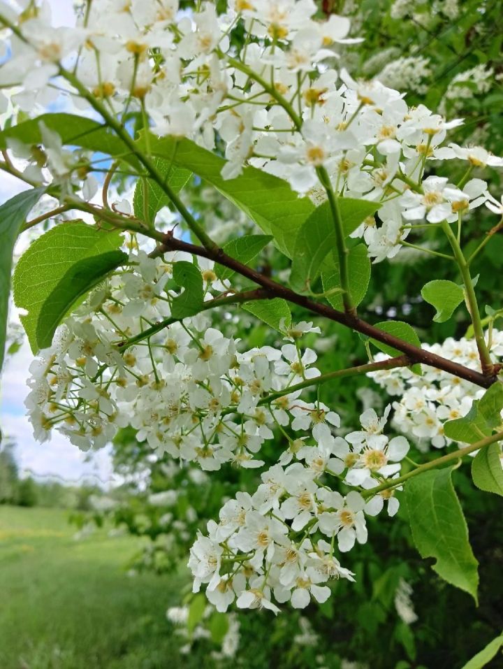 Ял көннәрендә Татарстанда +14 градуска кадәр җылыта