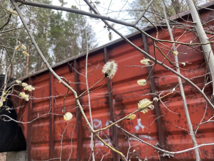 Май аенда аллергия китереп чыгаручы төп әйберләрне атаганнар