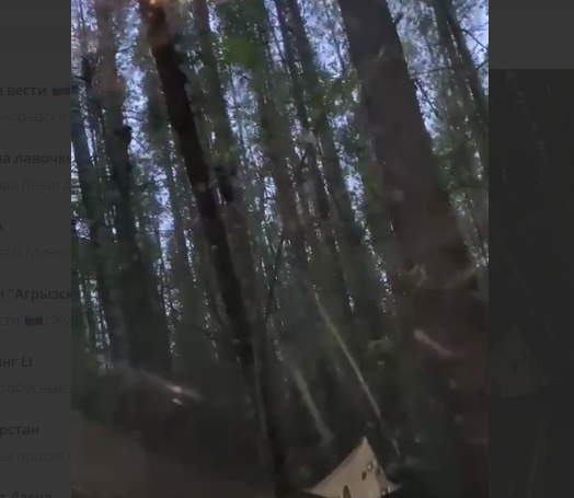 В Агрызском районе на видео сняли семейку медведей на дереве