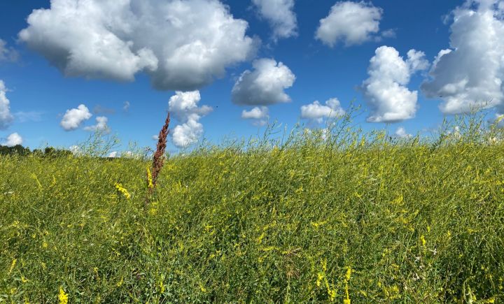 Погода в Агрызе на четверг