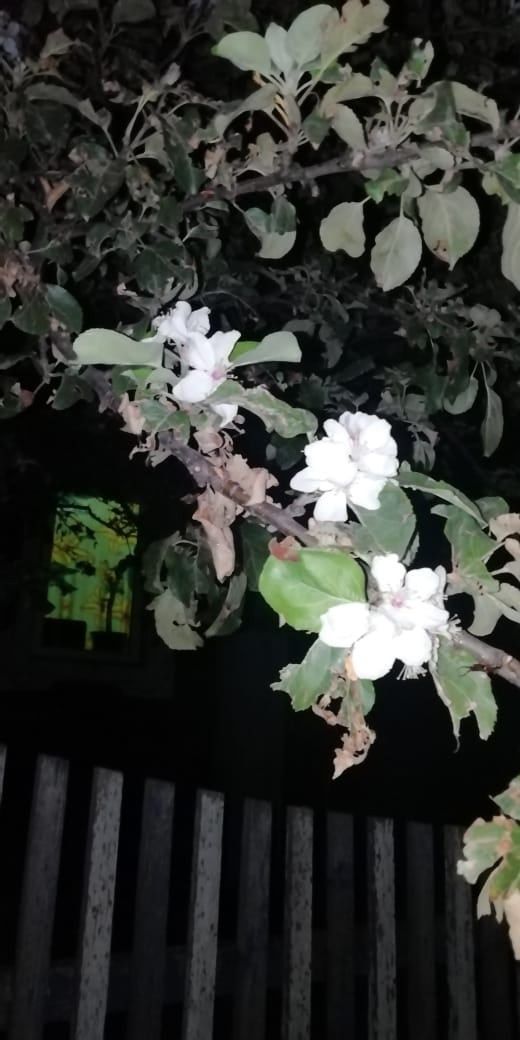 В середине августа в Агрызе вновь зацвели яблони (ФОТО)