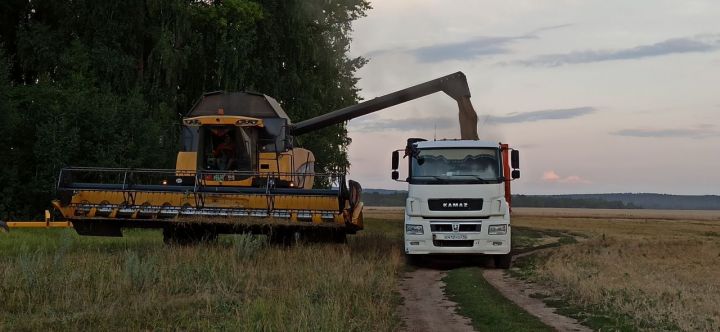 В Агрызском районе собирают рожь, пшеницу, ячмень, овес