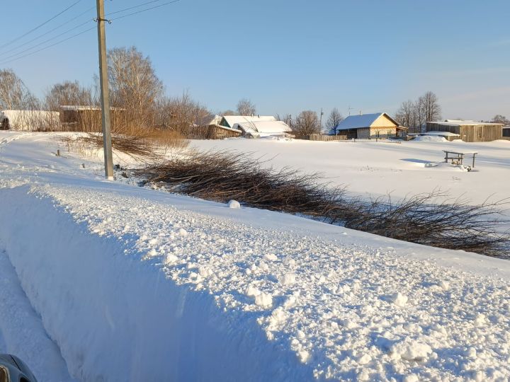 В Биме начали вырубку очагов американского клена