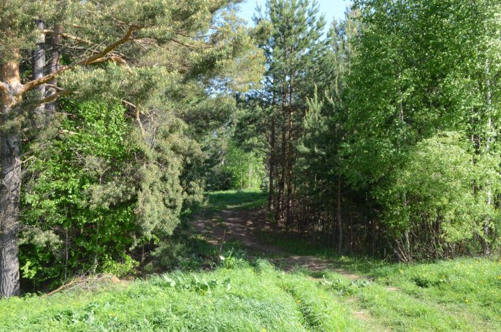 Агрызское лесничество обращается к агрызцам