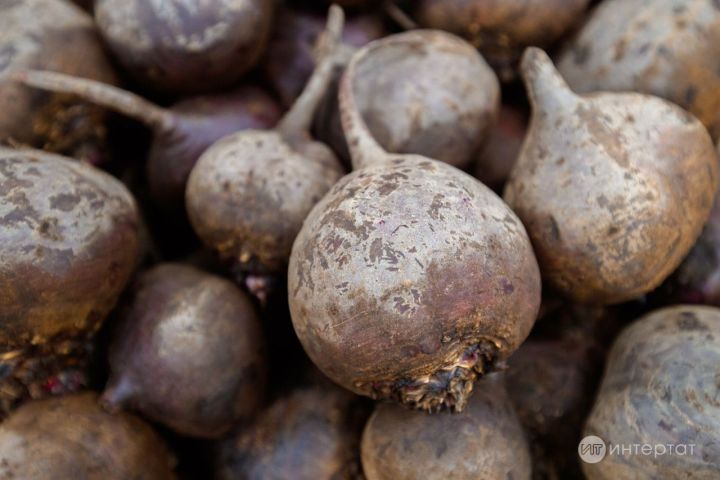 Чөгендер баллы булсын өчен тозлы су сибәргә кирәк?